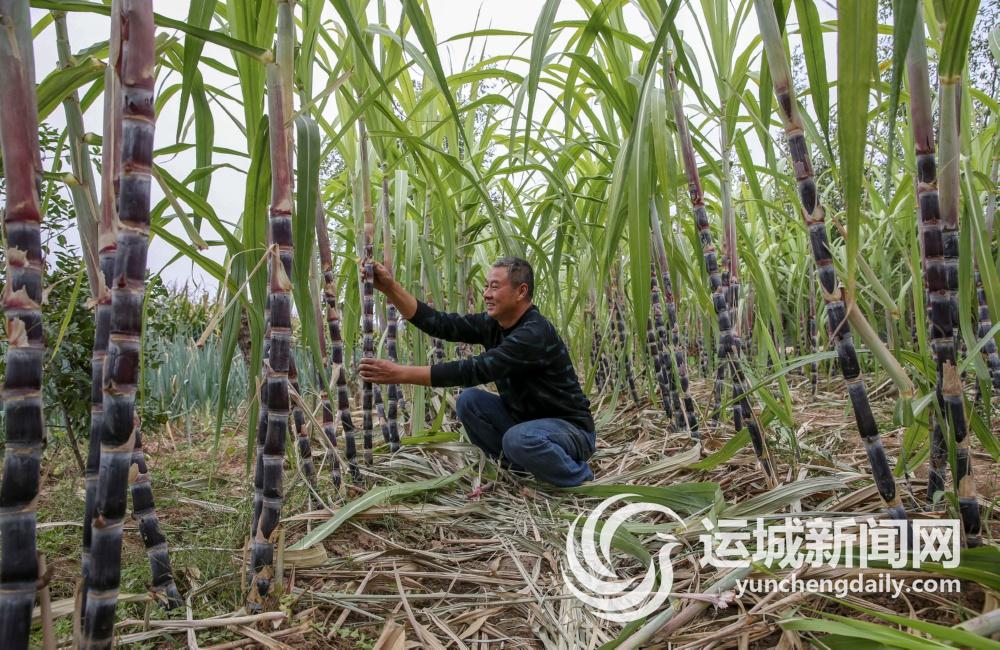 黑皮甘蔗最新栽培技术，黑皮甘蔗高效种植新法