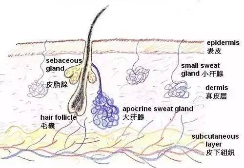 目前腋臭的最新治疗方式｜探索腋臭治疗新趋势